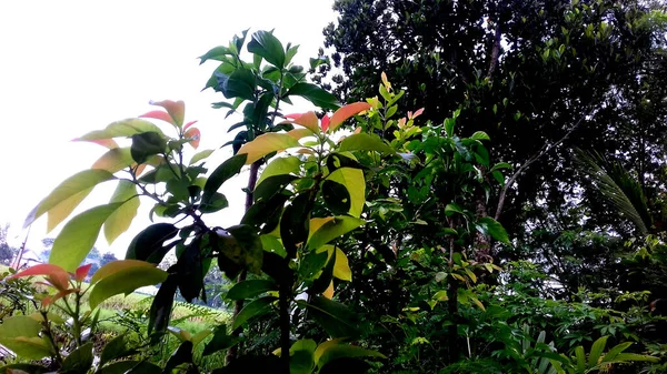 Fotos Plantas Con Hojas Verdes Pueden Utilizar Como Fondos Pantalla — Foto de Stock