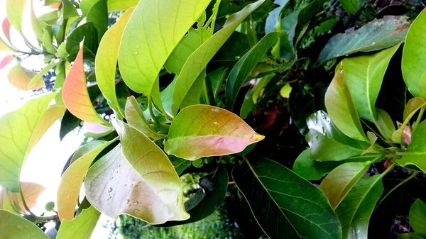 Photos Plantes Avec Des Feuilles Vertes Peut Être Utilisé Comme — Photo