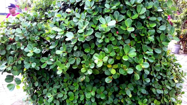 Photos Plantes Avec Des Feuilles Vertes Peut Être Utilisé Comme — Photo