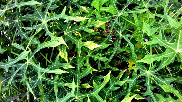 Fotografie Rostlin Zelenými Listy Lze Použít Jako Tapety Nebo Pozadí — Stock fotografie