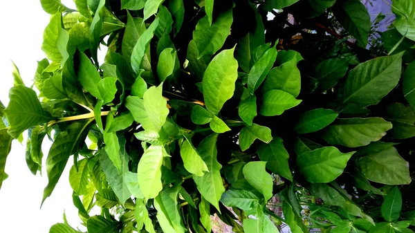 绿叶植物的照片 可用作墙纸或背景 — 图库照片