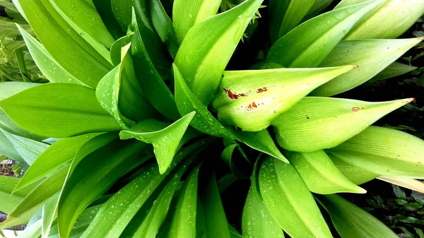 Photos Plantes Avec Des Feuilles Vertes Peut Être Utilisé Comme — Photo