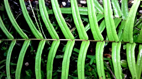 Fotos Von Pflanzen Mit Grünen Blättern Können Als Tapeten Oder — Stockfoto