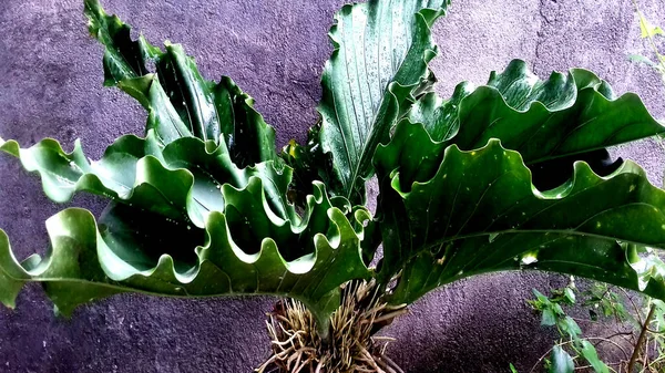 Zdjęcia Roślin Zielonymi Liśćmi Mogą Być Wykorzystywane Jako Tapety Lub — Zdjęcie stockowe