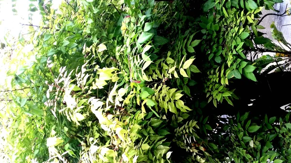 Fotos Plantas Con Hojas Verdes Pueden Utilizar Como Fondos Pantalla —  Fotos de Stock