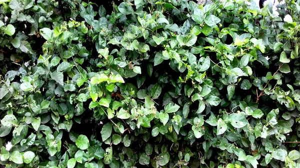 Fotos Plantas Com Folhas Verdes Pode Ser Usado Como Papéis — Fotografia de Stock