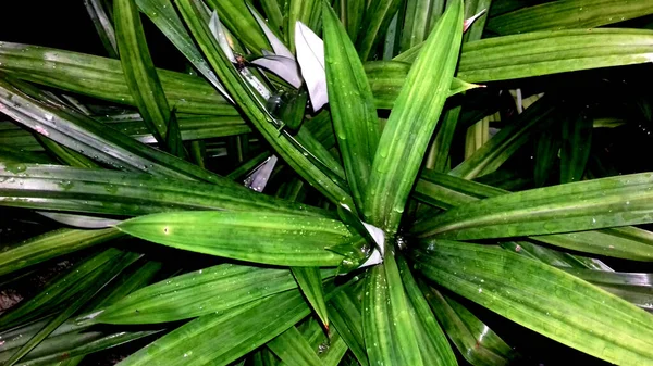 緑の葉を持つ植物の写真は 壁紙や背景として使用することができます — ストック写真