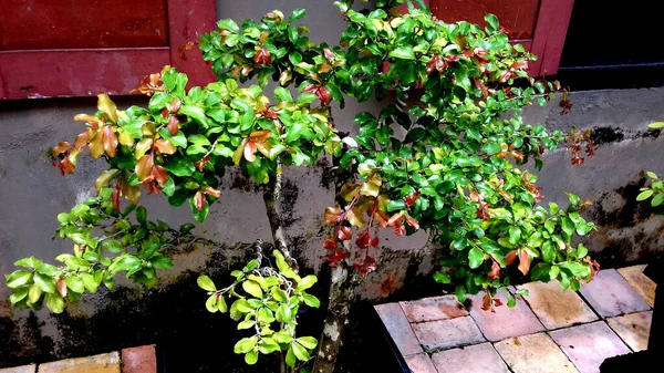 Foto Una Planta Con Hojas Verdes Sobre Fondo Transparente — Foto de Stock