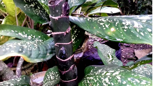 複数の色の葉を持つ植物の写真 透明な背景 — ストック写真