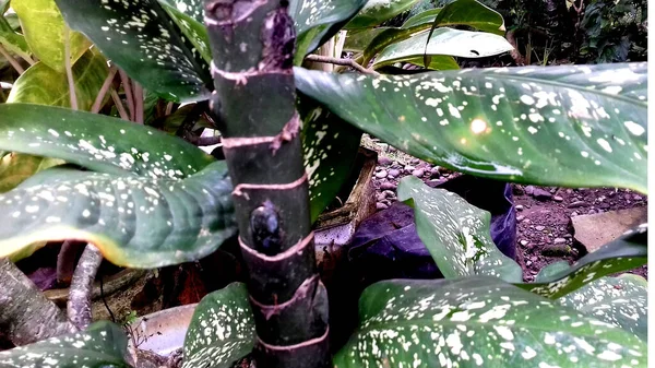 Foto Una Planta Con Múltiples Hojas Color Con Fondo Transparente —  Fotos de Stock