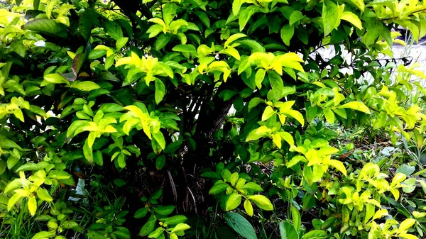 Φωτογραφία Φυτού Πράσινα Φύλλα Διαφανές Φόντο — Φωτογραφία Αρχείου