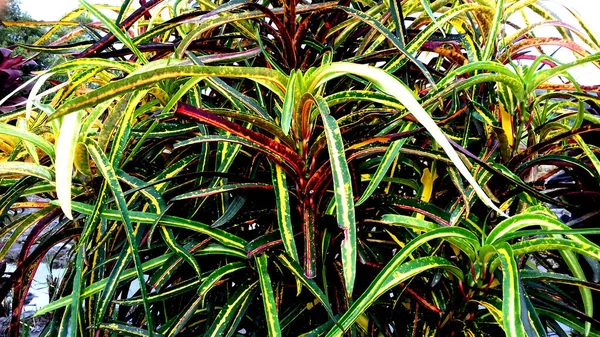 Foto Uma Planta Com Múltiplas Folhas Coloridas Com Fundo Transparente — Fotografia de Stock