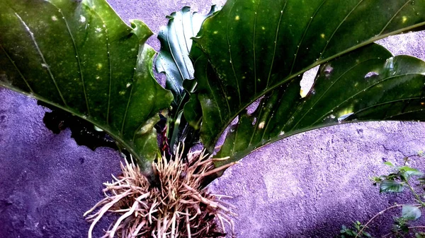 Foto Una Planta Con Hojas Verdes Sobre Fondo Transparente —  Fotos de Stock