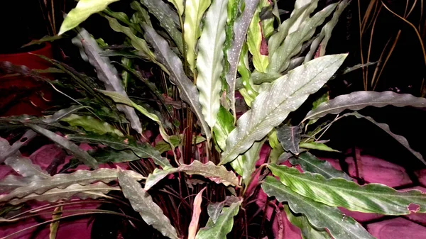 複数の色の葉を持つ植物の写真 透明な背景 — ストック写真