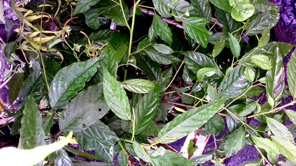 透明な背景に緑の葉を持つ植物の写真 — ストック写真