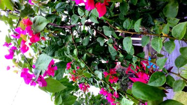 Yaprakları yeşil, çiçekleri kırmızı olan Resim Fotoğraf Bitkileri. Duvar kağıdı, arkaplan ve diğerleri olarak kullanılabilir.