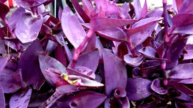 Yaprakları mor olan bitkinin resmi. Duvar kağıdı, arkaplan ve diğerleri olarak kullanılabilir.