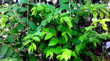 Yaprakları yeşil olan bitkilerin resmi. Duvar kağıdı, arkaplan ve diğerleri olarak kullanılabilir.