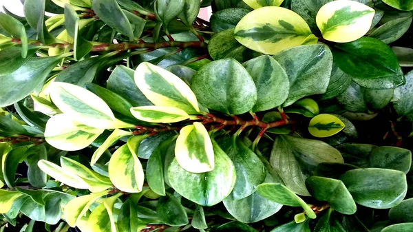 画像緑の葉を持つ植物の写真 壁紙や背景などにもご利用いただけます — ストック写真