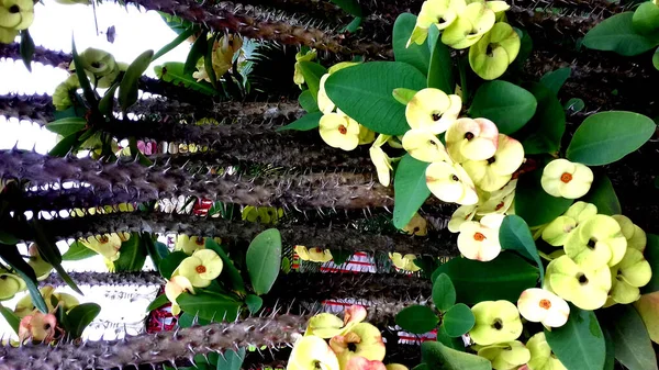 Photos Plantes Dont Les Feuilles Sont Différentes Couleurs Peut Être — Photo