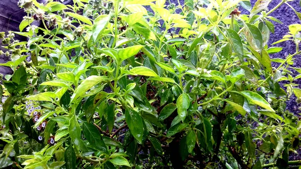 Bild Foto Växter Vars Blad Gröna Kan Användas Som Tapet — Stockfoto