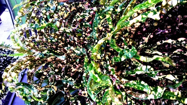 Yaprakları Çeşitli Renklerde Bitkilerin Resimleri Duvar Kağıdı Arkaplan Diğerleri Olarak — Stok fotoğraf