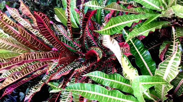 植物的图片 其叶子有各种颜色 可用作墙纸 背景等 — 图库照片