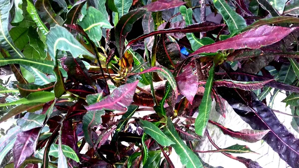 様々な色の葉を持つ植物の写真 壁紙や背景などにもご利用いただけます — ストック写真
