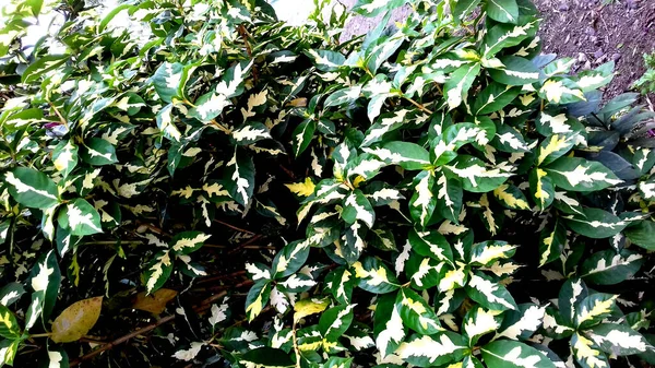 Φωτογραφία Φυτών Των Οποίων Φύλλα Είναι Πράσινα Μπορεί Χρησιμοποιηθεί Ταπετσαρία — Φωτογραφία Αρχείου