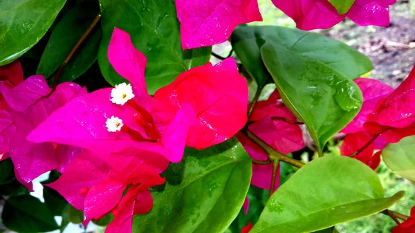 Bild Foto Växter Vars Blad Grã Blommor Kan Användas Som — Stockfoto