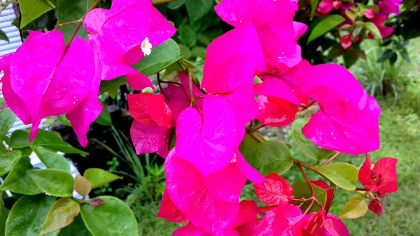 Immagine Foto Piante Cui Foglie Sono Verdi Fiori Sono Rossi — Foto Stock