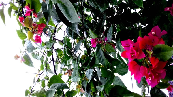 Immagine Foto Piante Cui Foglie Sono Verdi Fiori Sono Rossi — Foto Stock