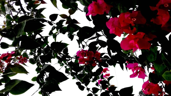 画像の植物は緑色で 花は赤です 壁紙や背景などにもご利用いただけます — ストック写真