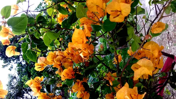 の画像植物 その花は濃い黄色です 壁紙や背景などにもご利用いただけます — ストック写真