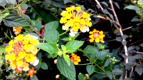 Afbeelding Foto Van Planten Waarvan Bladeren Groen Zijn Kan Gebruikt — Stockfoto