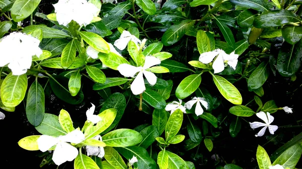 Imagem Foto Plantas Cujas Folhas São Verdes Pode Ser Usado — Fotografia de Stock