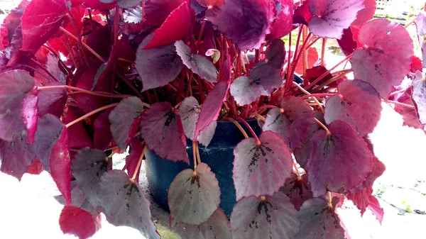 Imagen Foto Plant Cuyas Hojas Son Color Púrpura Puede Utilizar — Foto de Stock