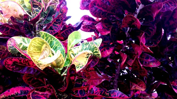 様々な色の葉を持つ植物の写真 壁紙や背景などにもご利用いただけます — ストック写真