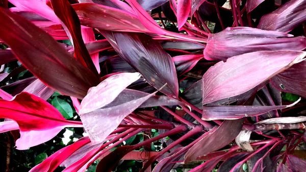 Obrázky Rostlin Jejichž Listy Mají Různé Barvy Lze Použít Jako — Stock fotografie