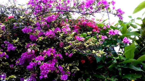 Foto Van Planten Waarvan Bladeren Zijn Van Verschillende Kleuren Kan — Stockfoto