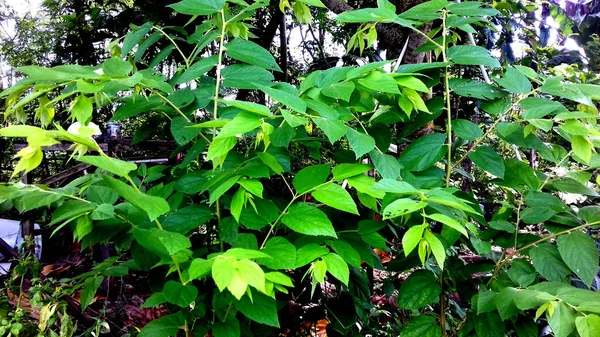Obrázek Rostlin Jejichž Listy Jsou Zelené Lze Použít Jako Tapetu — Stock fotografie