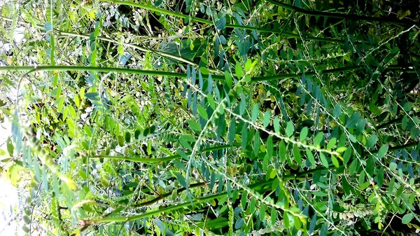 Φωτογραφία Φυτών Των Οποίων Φύλλα Είναι Πράσινα Μπορεί Χρησιμοποιηθεί Ταπετσαρία — Φωτογραφία Αρχείου