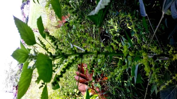 Obrázek Rostlin Jejichž Listy Jsou Zelené Lze Použít Jako Tapetu — Stock fotografie