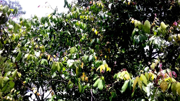 Imagen Foto Plantas Cuyas Hojas Son Verdes Puede Utilizar Como — Foto de Stock