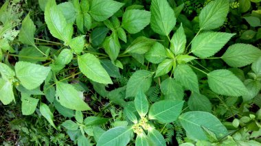Yaprakları yeşil olan bitkilerin fotoğrafları duvar kağıdı, arkaplan ya da başka bir şey olarak kullanılabilir..