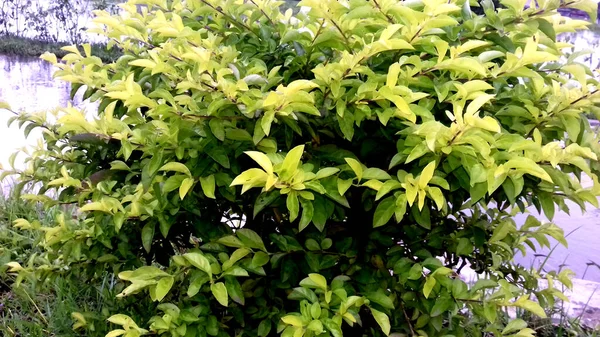 Fotos Plantas Cuyas Hojas Son Verdes Pueden Utilizar Como Fondo — Foto de Stock