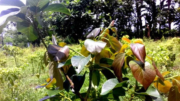 Photos Plantes Dont Les Feuilles Sont Différentes Couleurs Peut Être — Photo