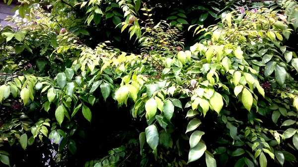 Fotos Plantas Cujas Folhas São Verdes Pode Ser Usado Como — Fotografia de Stock