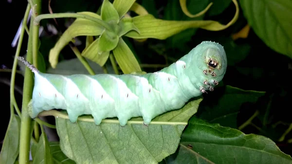 Caterpillar Фотографии Могут Использованы Обои Фон — стоковое фото