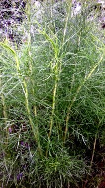 Yaprakları yeşil bitkilerin fotoğrafı. Duvar kağıdı, arkaplan ve diğerleri olarak kullanılabilir.